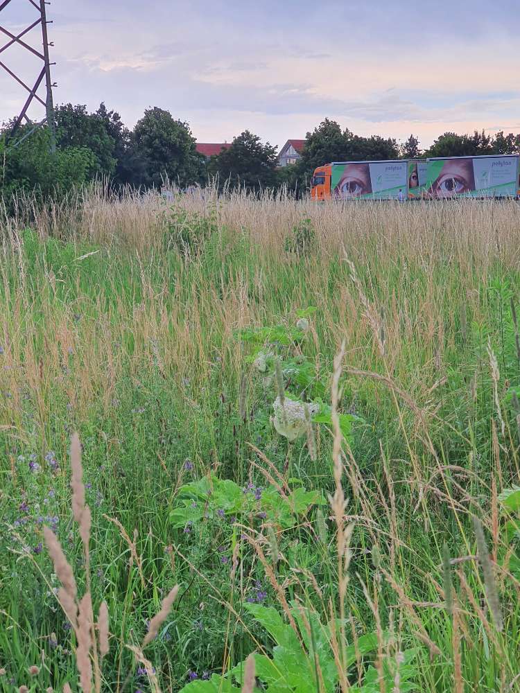 Giftköder-Herkulesstauden / Riesenbärenklau-Profilbild