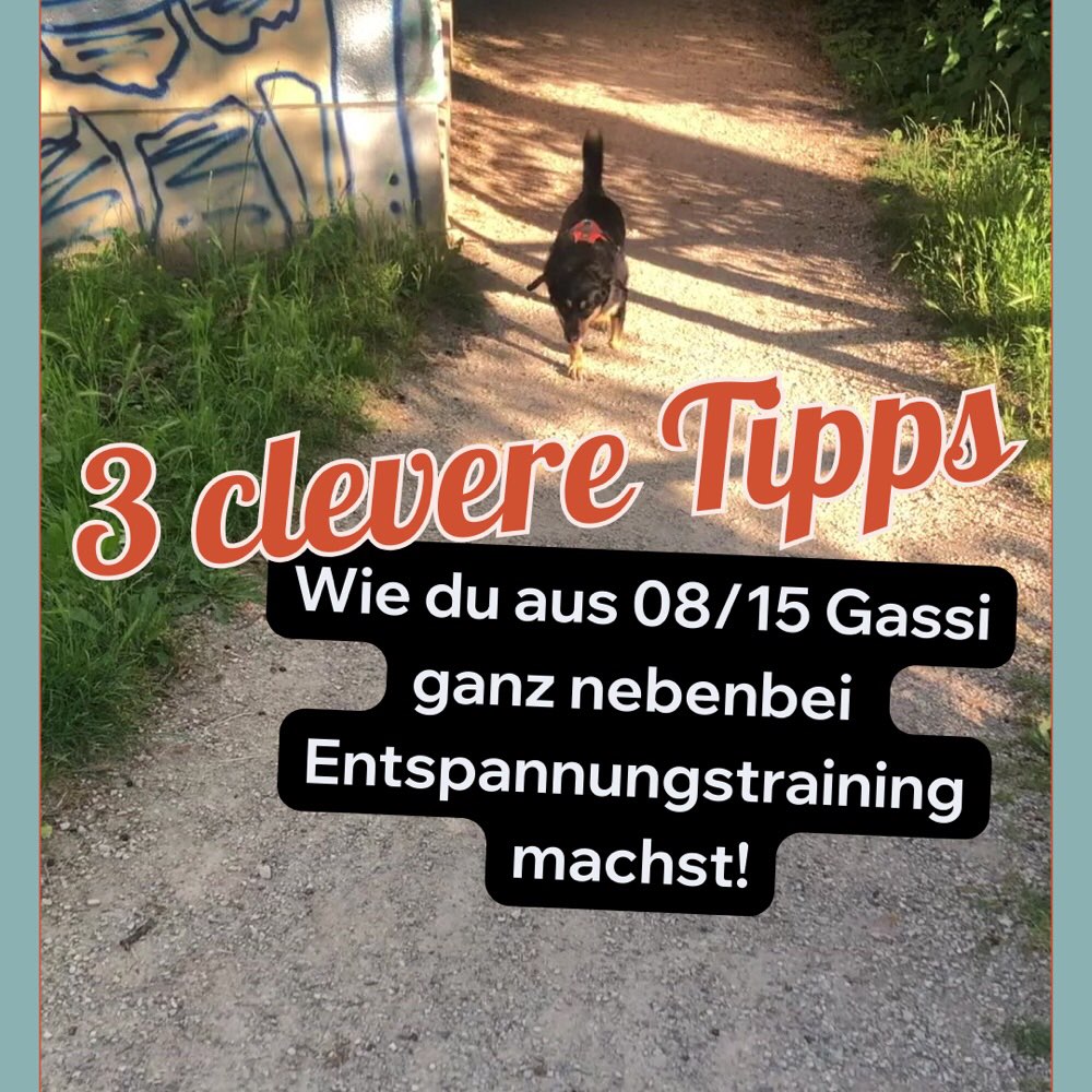 Hundetreffen-Decompression Walk-Profilbild