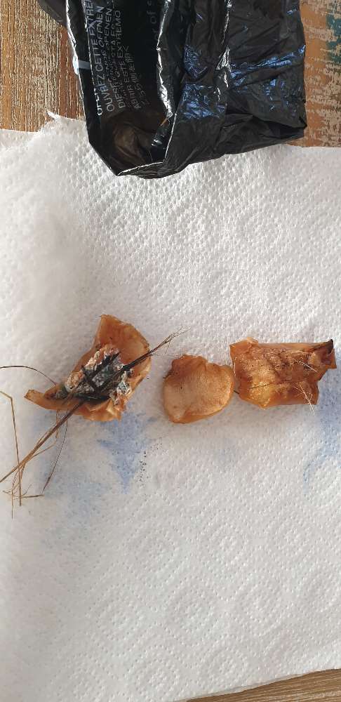 Giftköder-Giftköder !!!-Profilbild