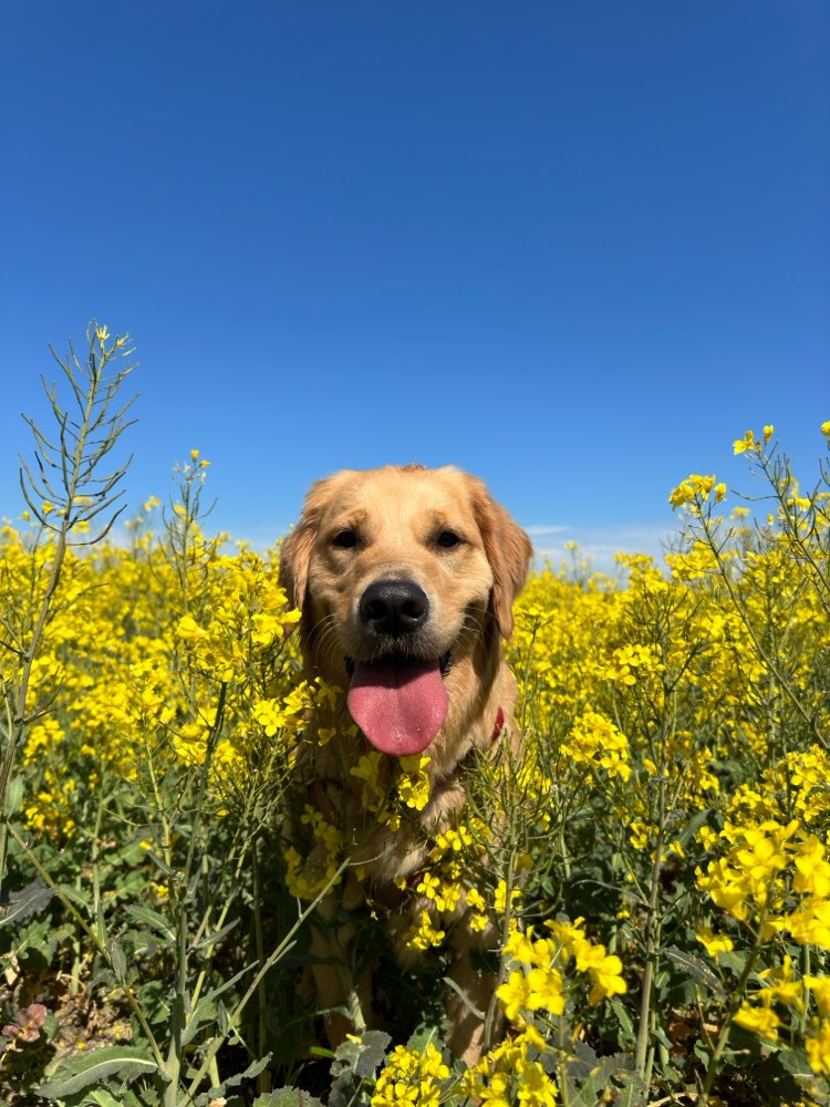 Hundetreffen-Gemeinsame Spaziergänge  Nähe Franckepark-Profilbild