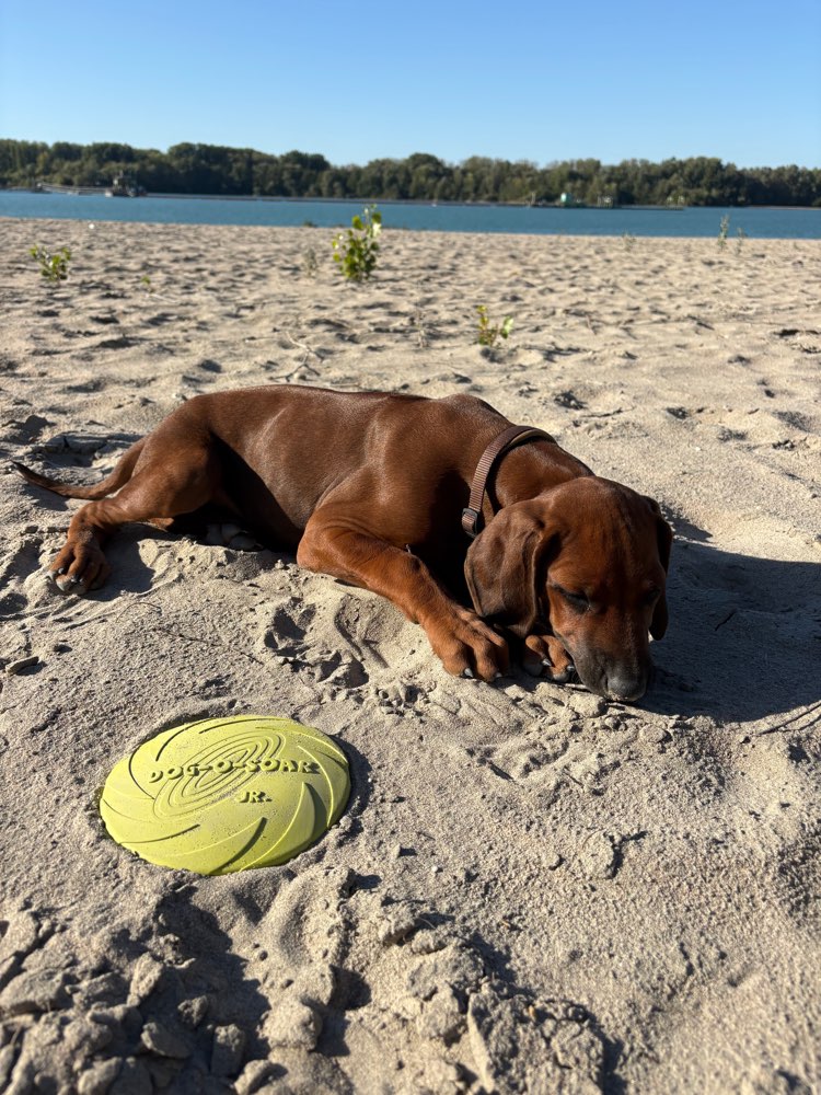 Hundetreffen-Welpentreffen zum Spielen und Spazieren-Profilbild