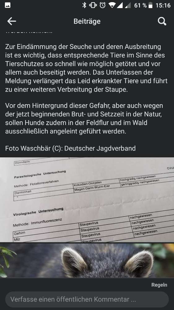 Giftköder-Staupe bei Waschbären-Profilbild
