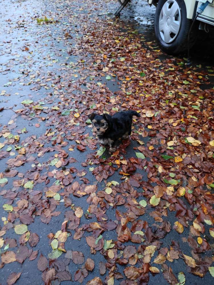 Hundetreffen-Welpen Runde-Profilbild