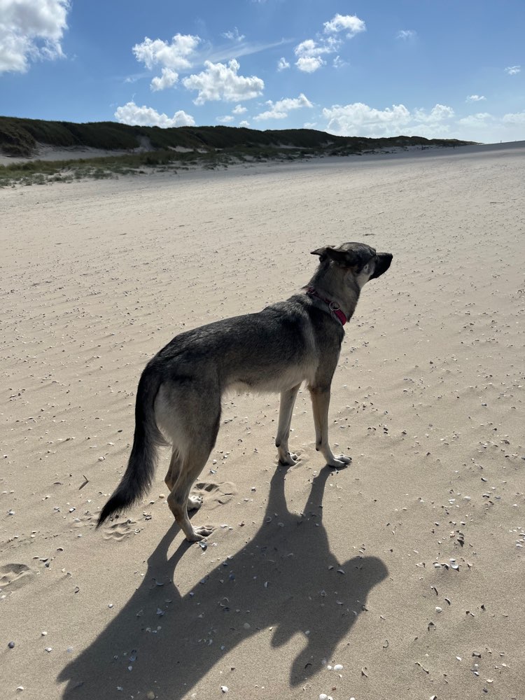 Hundetreffen-Gassi mit unkastrierten Rüden-Profilbild