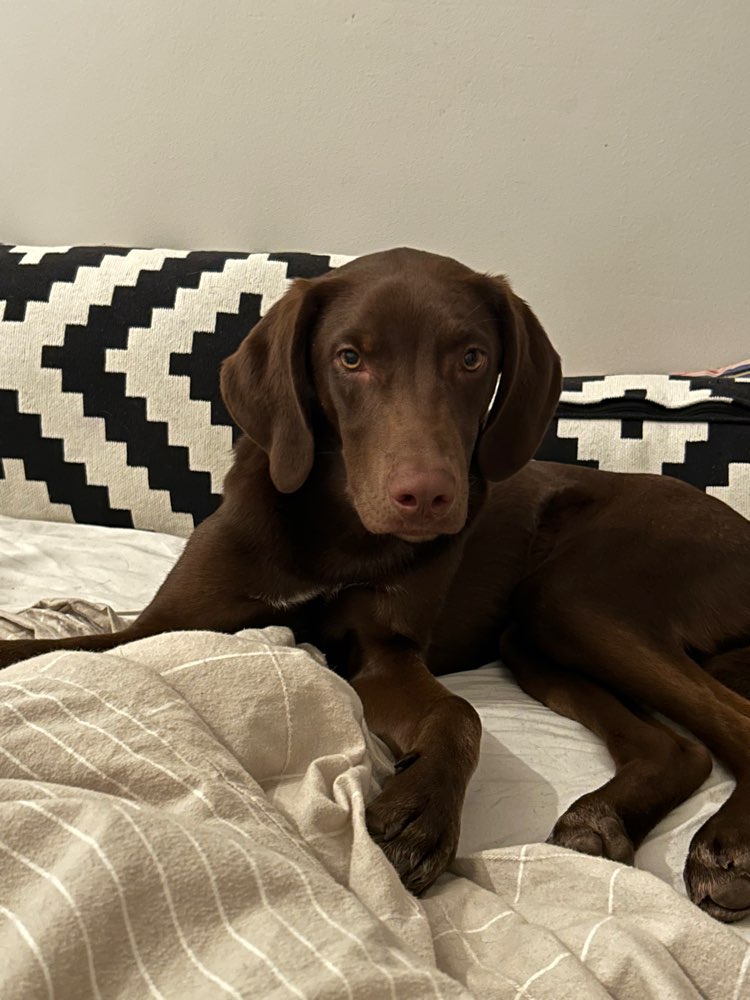 Hundetreffen-Training and Social Walks, Resting exercises-Profilbild