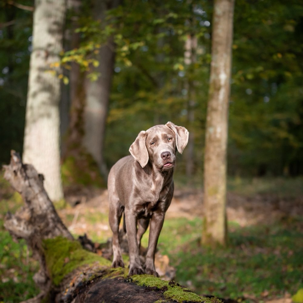 Hundetreffen-Gassirunde mit Spiel & Spaß-Profilbild