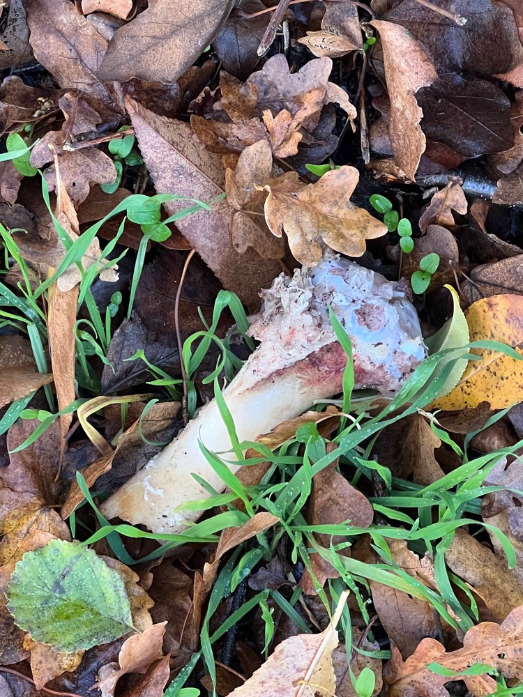 Giftköder-Knochen im Laub-Profilbild