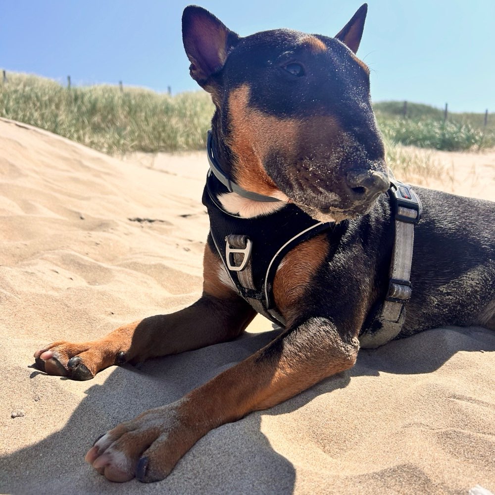 Hundetreffen-Hundefreunde gesucht-Profilbild