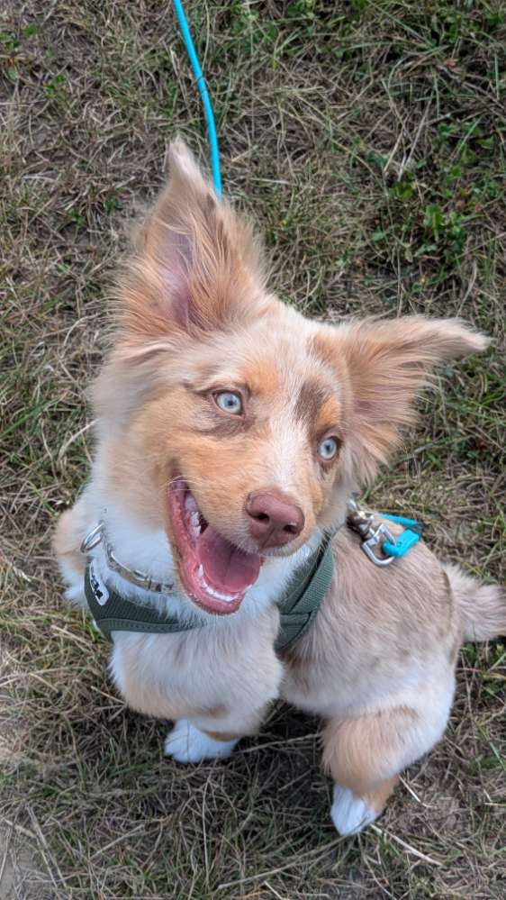 Hundetreffen-Wir suchen einen Spielkameraden für unseren Welpen/Junghund-Profilbild