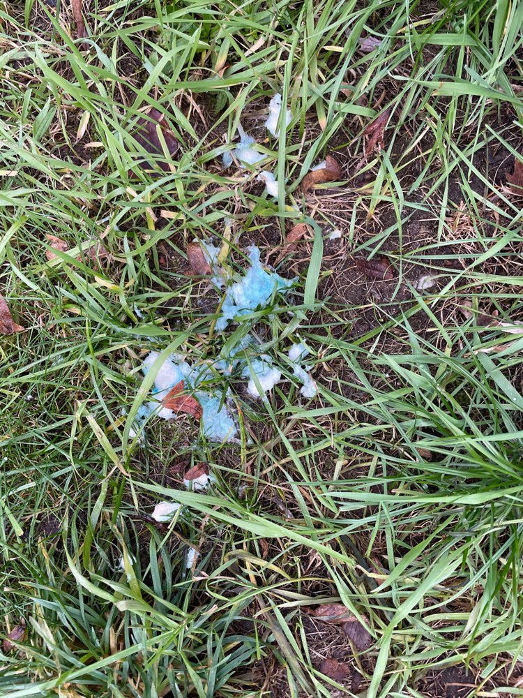 Giftköder-Bläulicher Schaum-Profilbild