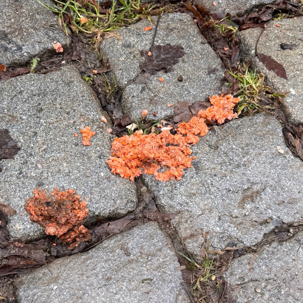 Giftköder-Vermutlich Giftkörder-Profilbild