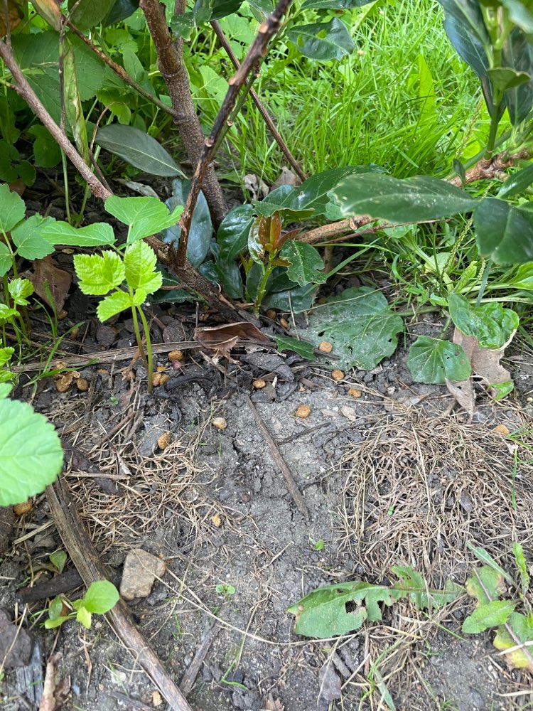 Giftköder-Möglicher Giftköder-Profilbild