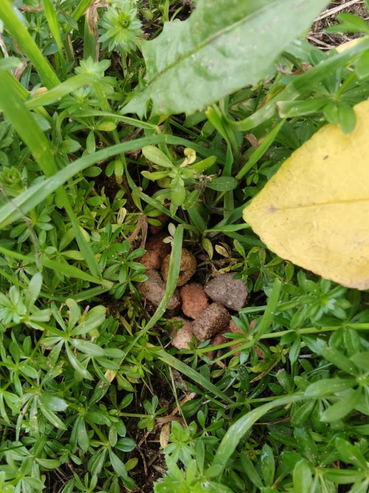 Giftköder-Mögliche Giftköder!-Profilbild