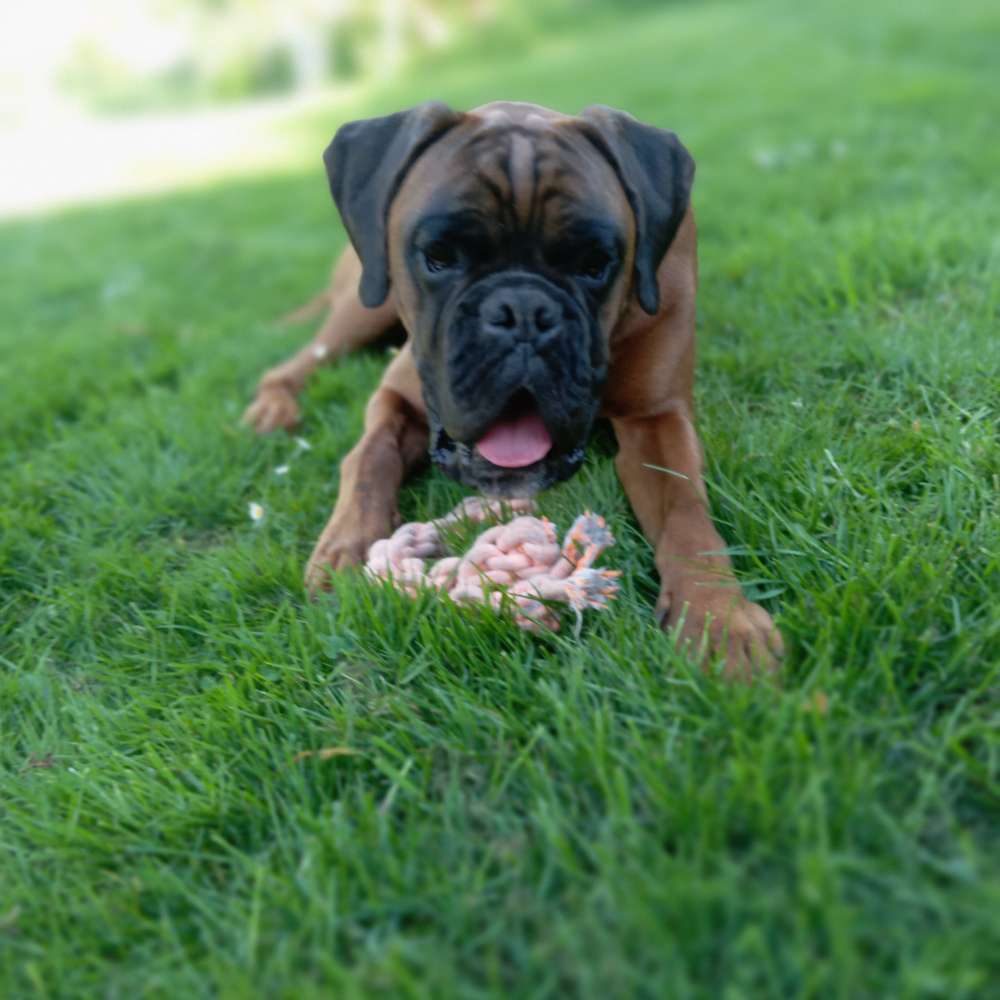 Hundetreffen-Spiel, Gassi  & Training treffen-Profilbild