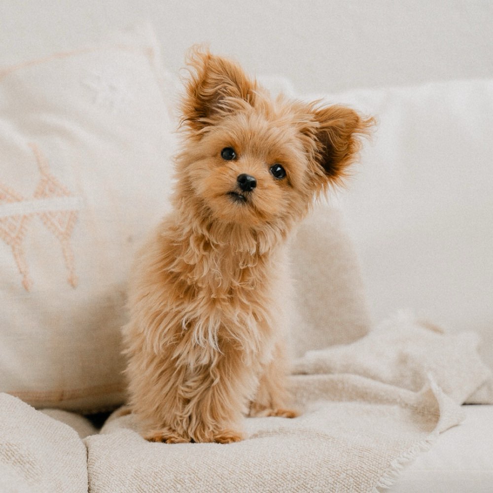 Hundetreffen-Camille such Freunde 🐶-Profilbild