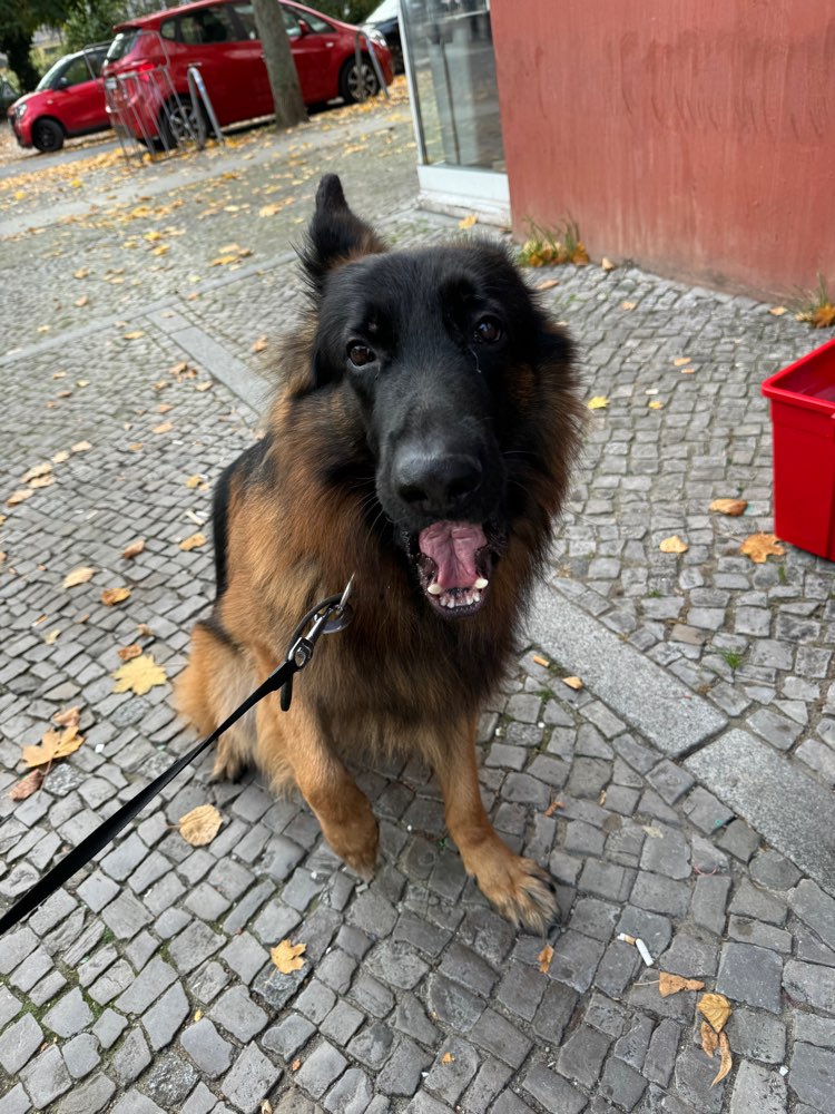 Hundetreffen-Spielkameradin für Rocky-Profilbild