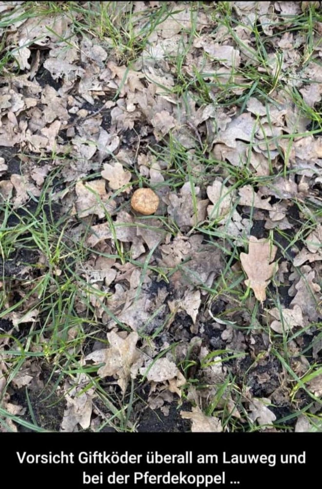 Giftköder-Giftköder-Profilbild