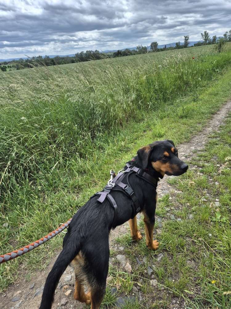 Hundetreffen-Hundefreunde gesucht-Profilbild