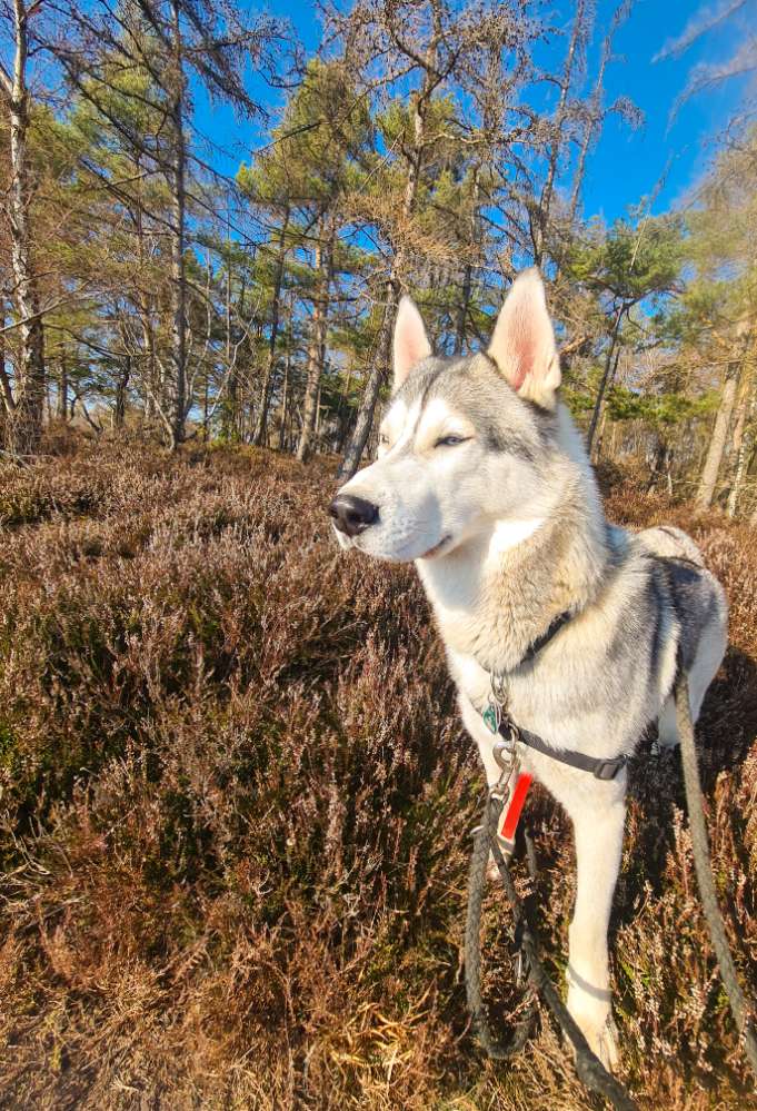 Hundetreffen-Training Hundebegnungen /Social Walk-Profilbild