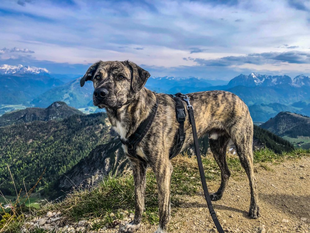 Hundetreffen-Gassirunde/Sozialkontakte-Profilbild