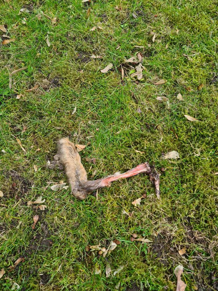 Giftköder-Reste vom toten Tier-Profilbild