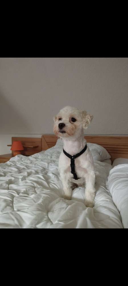 Hundetreffen-Freundschaftsbörse für kleine Hündin-Profilbild