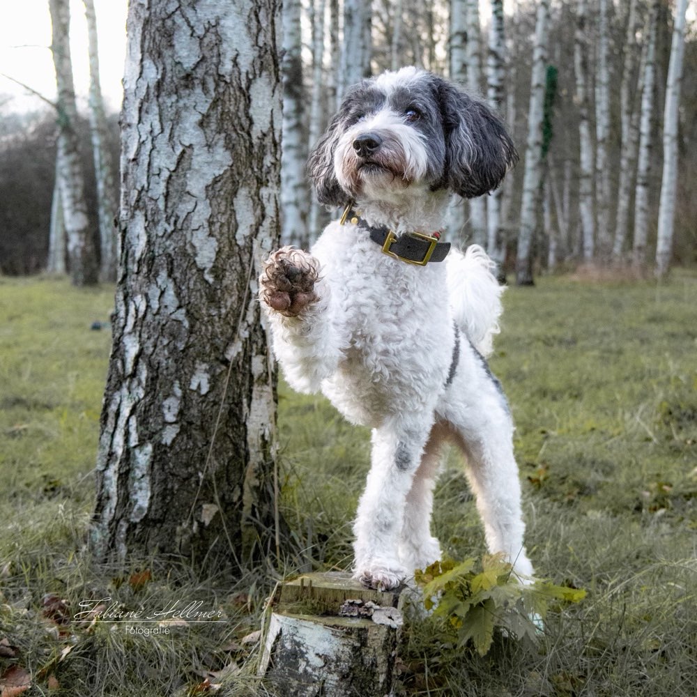 Hundetreffen-Social Walk-Profilbild