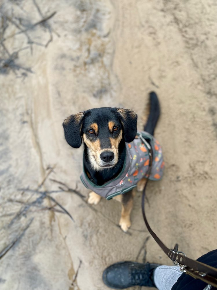 Hundetreffen-Gemeinsame Spaziergänge-Profilbild