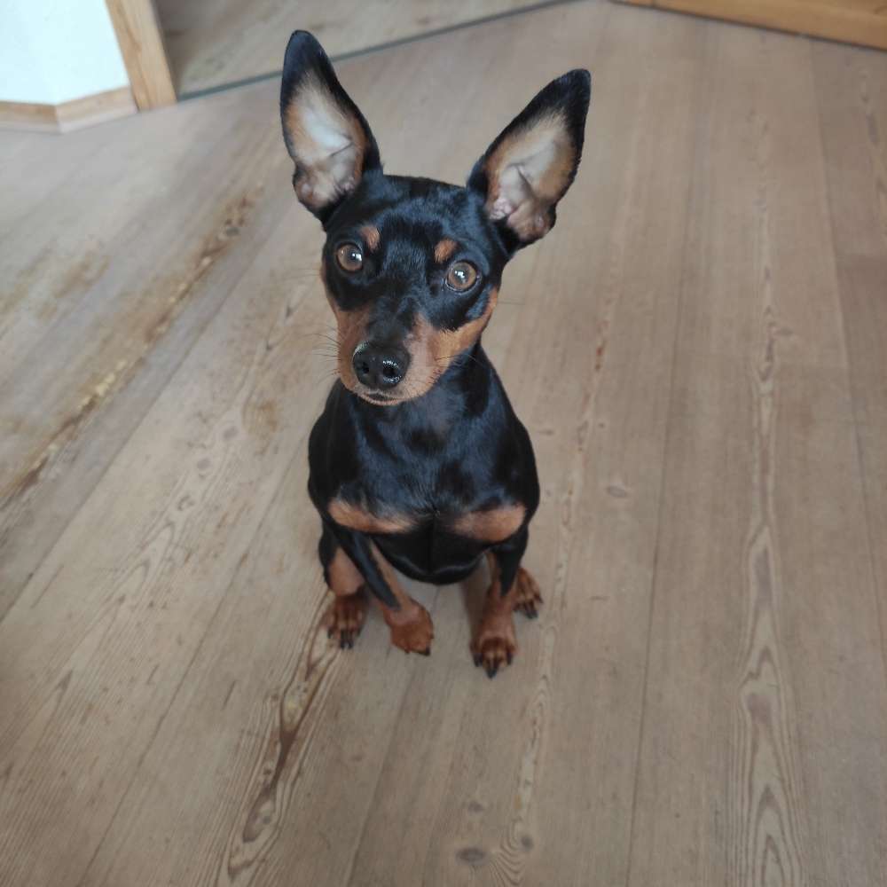 Hundetreffen-Junghundspielstunde/und Seniorhündin-Profilbild