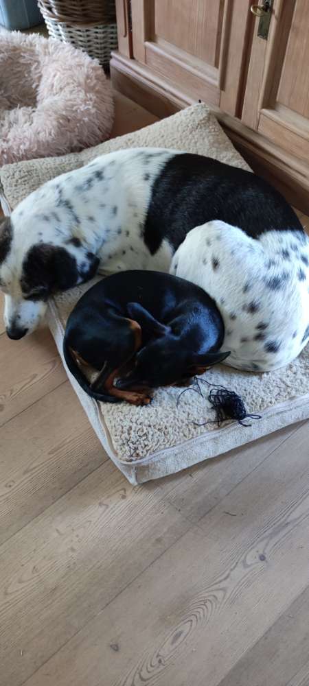 Hundetreffen-Junghundspielstunde/und Seniorhündin-Profilbild