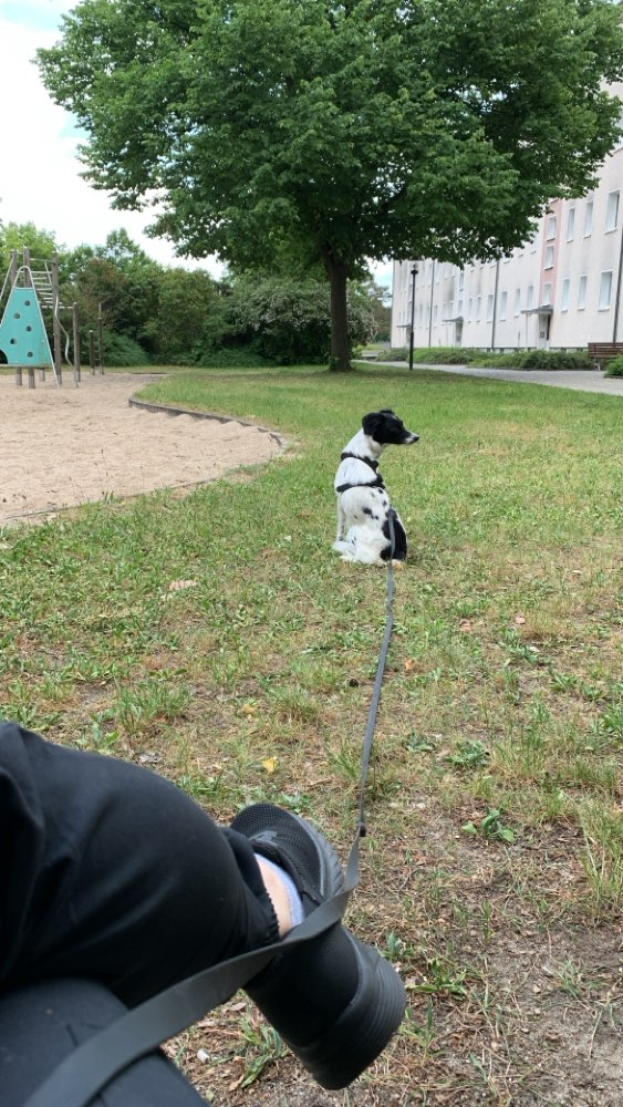 Hundetreffen-Spielrunde in Hütte-Profilbild