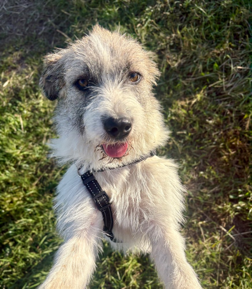 Hundetreffen-Spiel- und Fellnasensozialkontakt-Profilbild