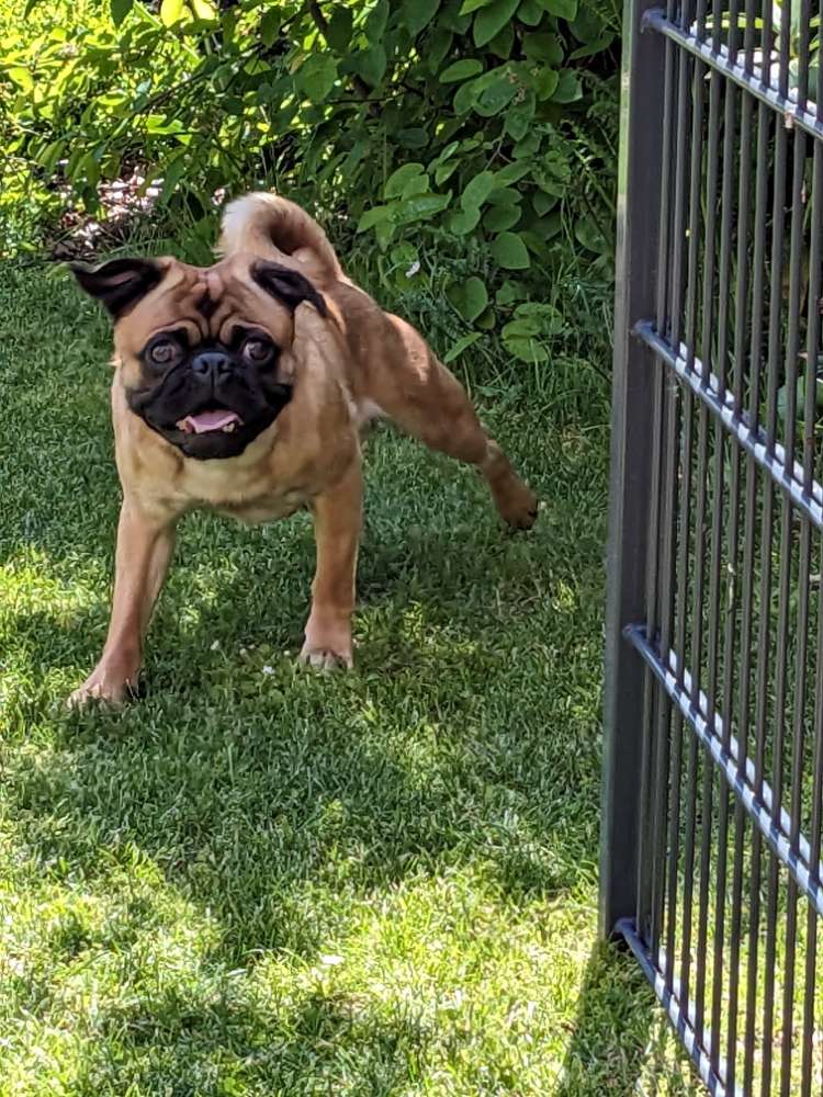 Hundetreffen-Spielrunde mit Karli-Profilbild