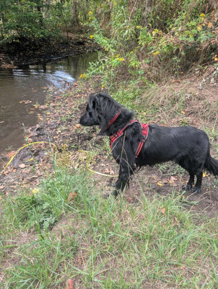 Hundetreffen-Frida sucht neue Hundefreunde zum Toben & Gassi-Profilbild