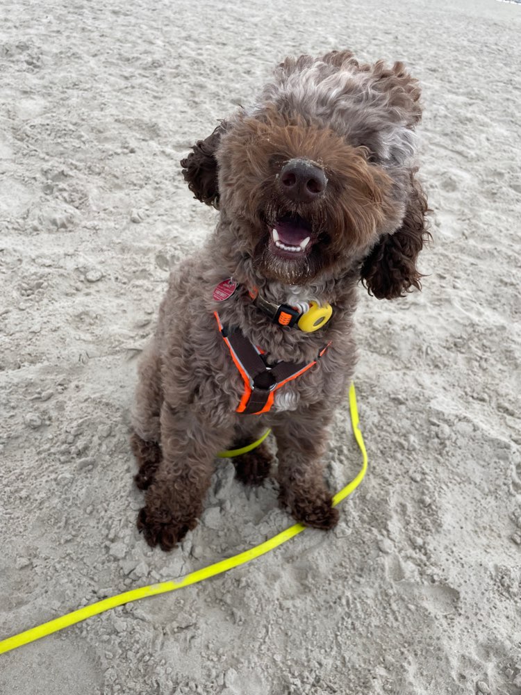 Hundetreffen-Gassibuddy-Profilbild