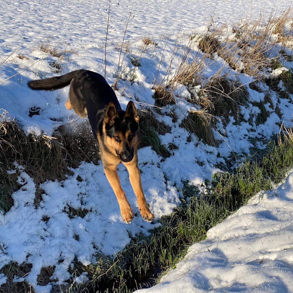 Hundetreffen-Schäferhunde oder ähnliches Kaliber zum Toben-Profilbild