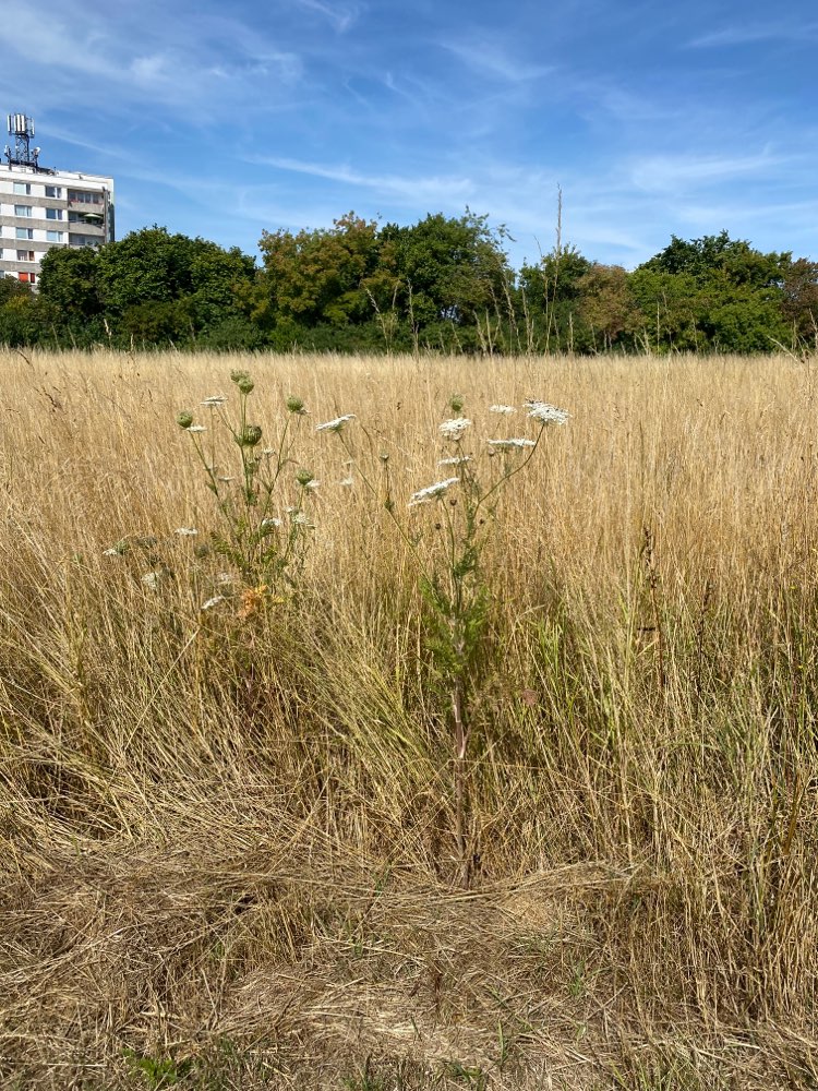 Giftköder-Vermutlich Bärenklau auf dem Feld-Profilbild