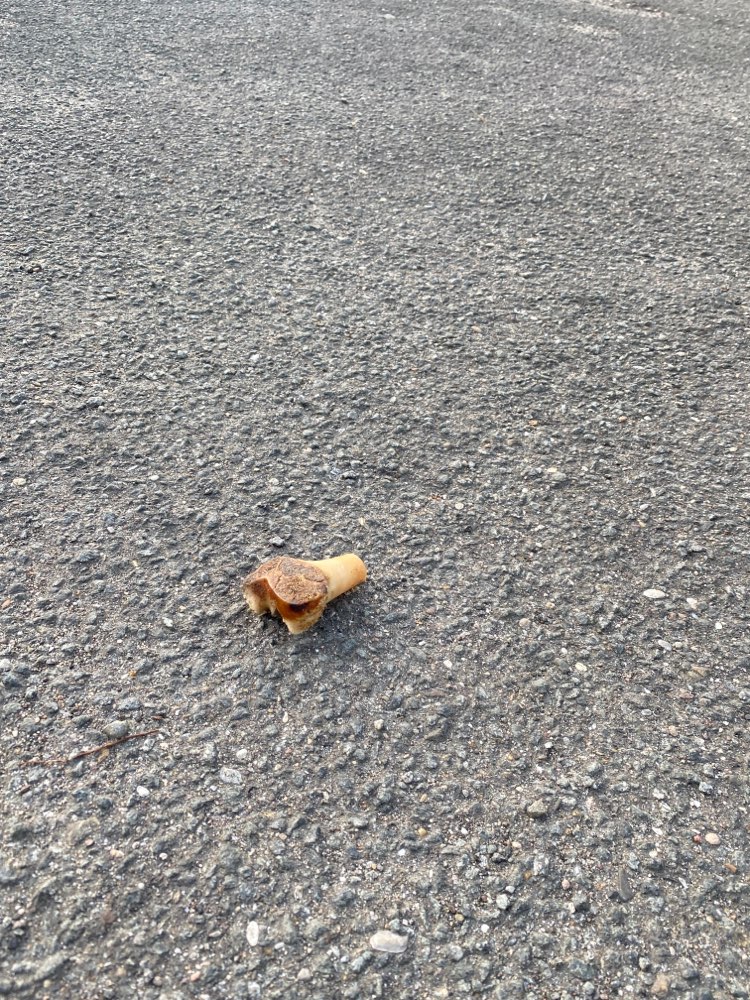 Giftköder-Knochen (Giftköder)-Profilbild