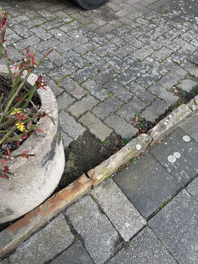 Giftköder-Blaukorn-Profilbild