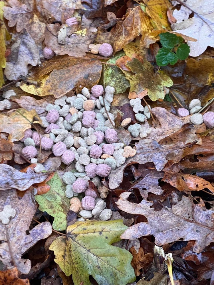 Giftköder-Futter am Anfang der Heeper Fichten-Profilbild