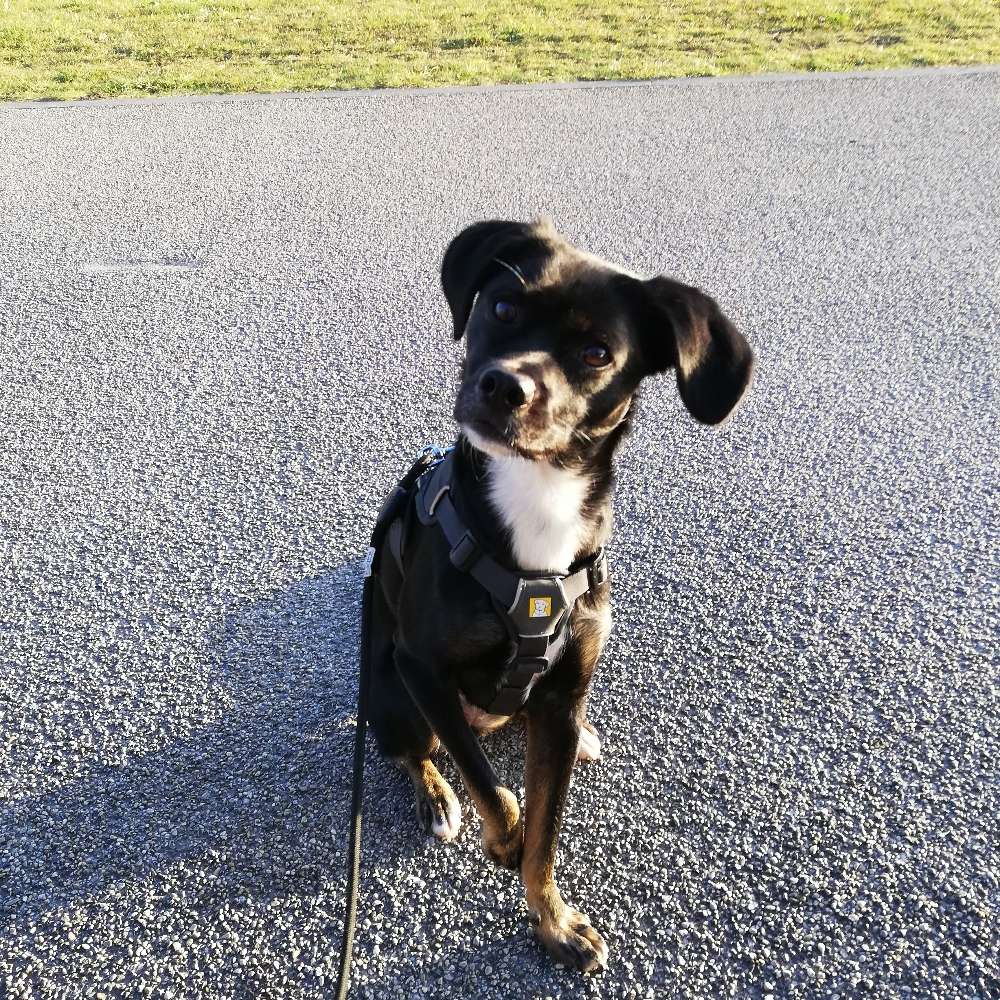 Hundetreffen-Gassipartner zum entspannen-Profilbild