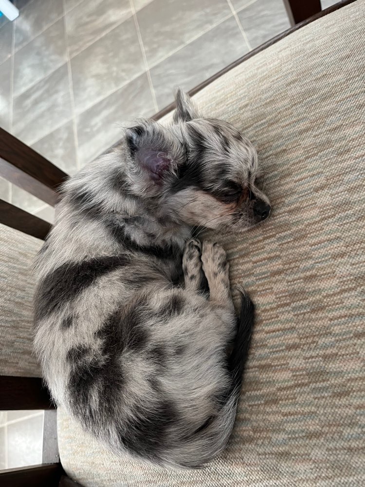 Hundetreffen-Kleines Hunderreffen-Profilbild