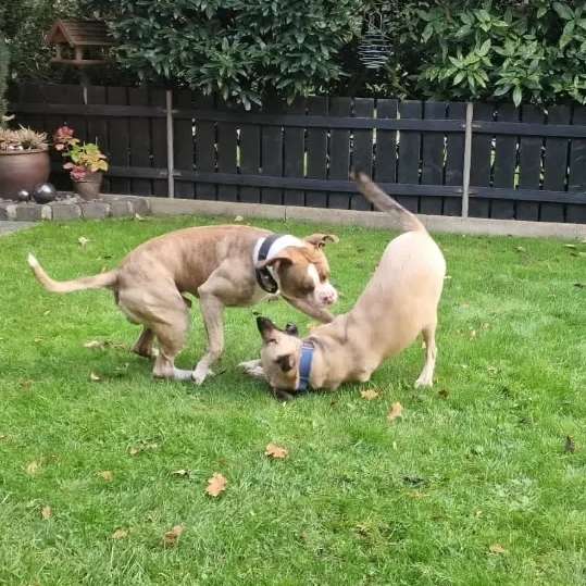 Hundetreffen-Bollerkopf sucht Bollerkopf-Profilbild