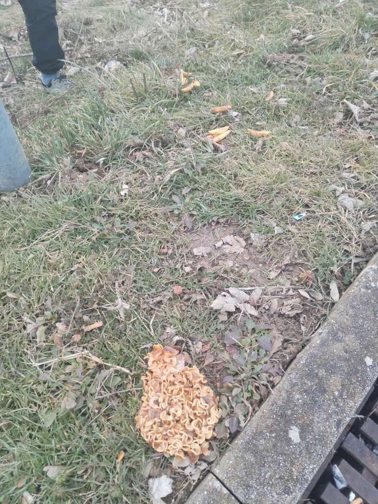 Giftköder-Lebensmittelreste evtl. mit Rattengift-Profilbild