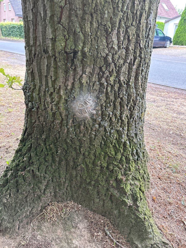 Giftköder-Eichenprozessionsspinner-Profilbild