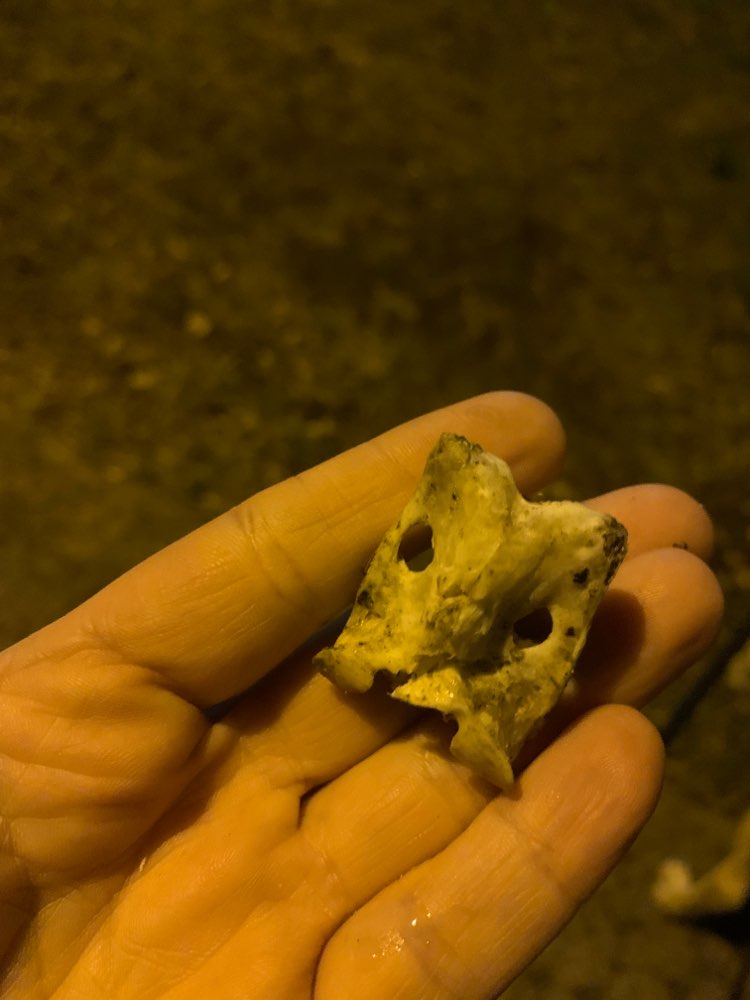 Giftköder-Knochen und ähnliches-Profilbild