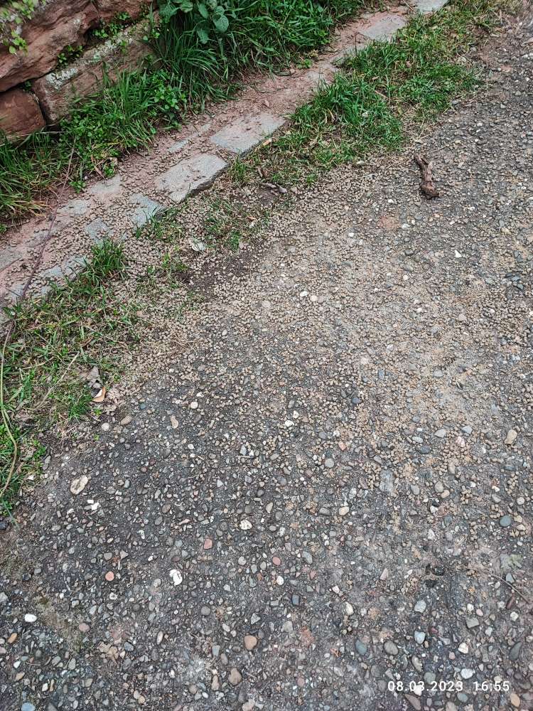 Giftköder-Trockenfutter/evtl. Gift-Profilbild