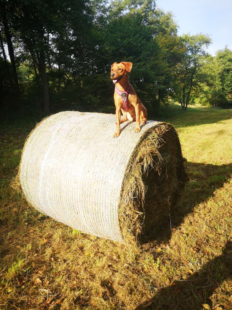 Hundetreffen-Social walk/ Begegnungstraining-Profilbild