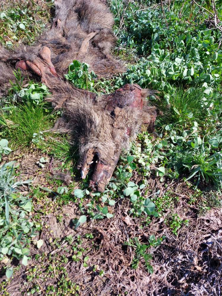 Giftköder-Wildschweinkadaver-Profilbild