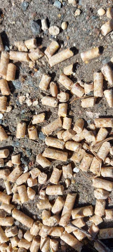 Giftköder-Undefinierbare Pellets-Profilbild